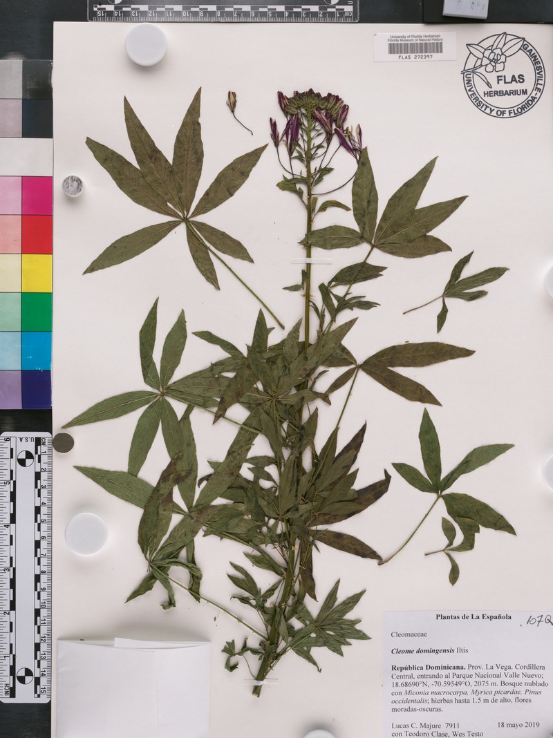 Cleome domingensis