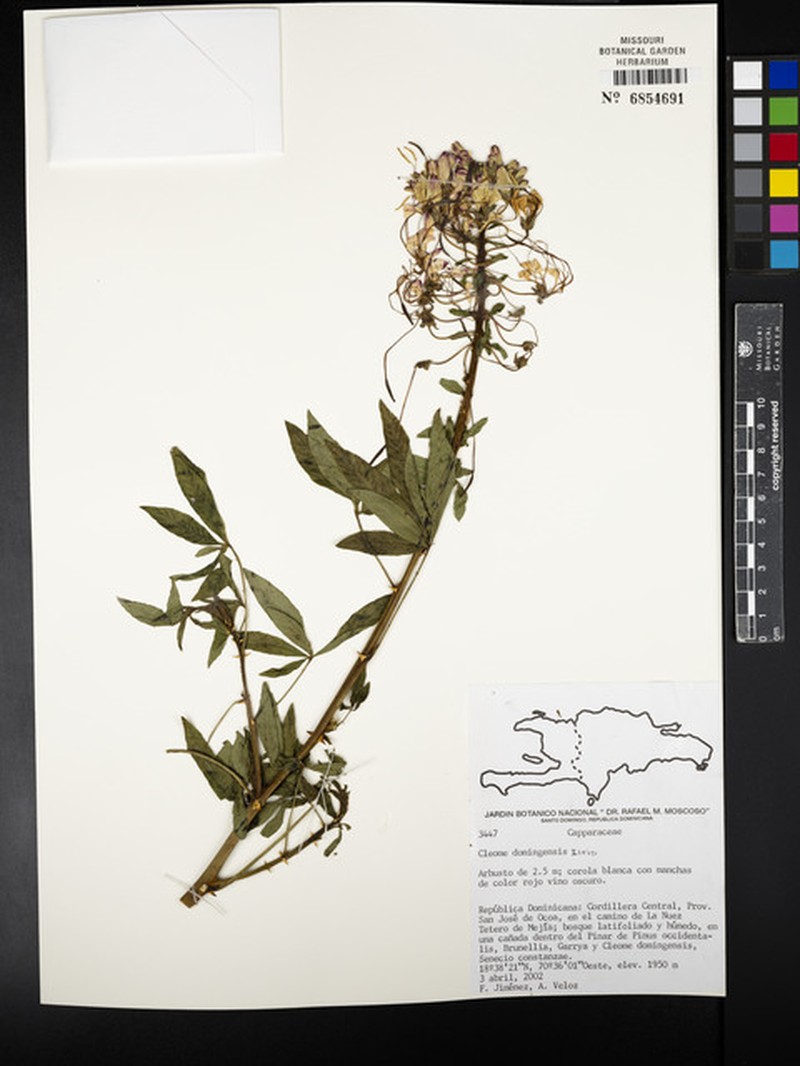 Cleome domingensis photo 2