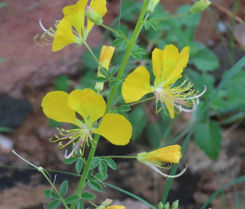 Cleome foliosa var. foliosa