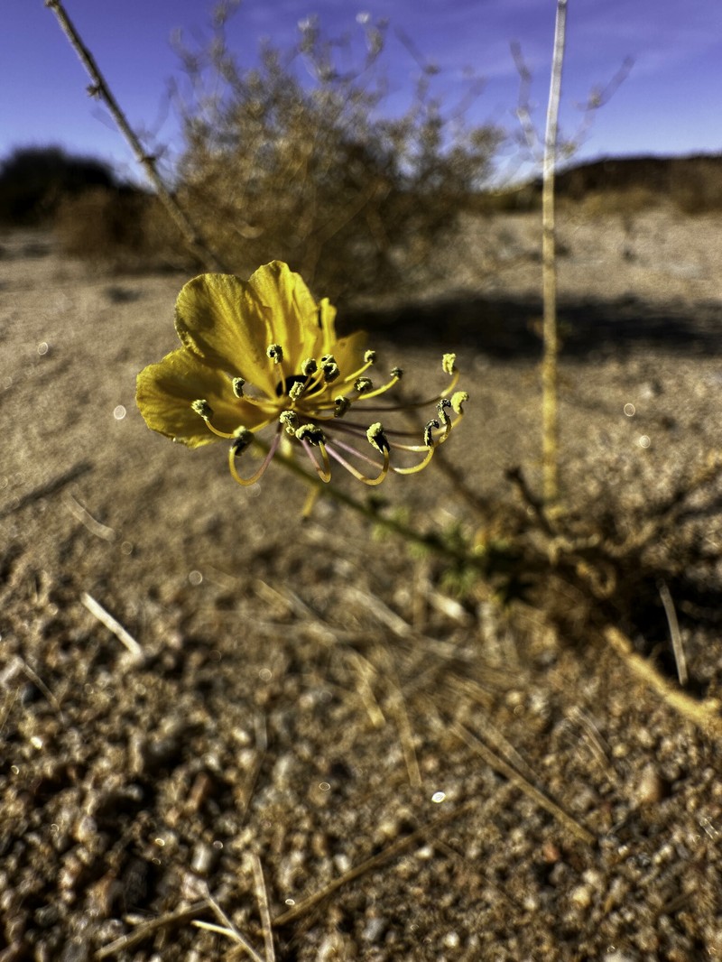 Cleome foliosa var. foliosa photo 2