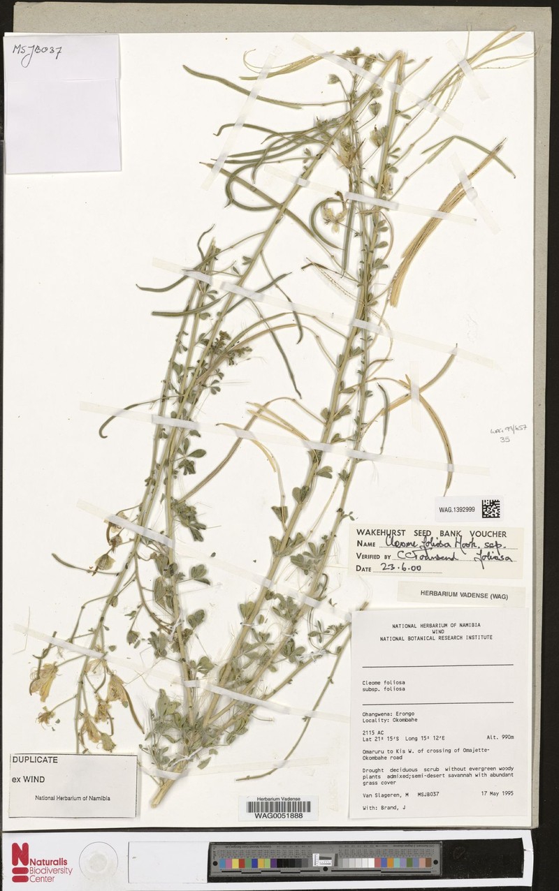 Cleome foliosa var. foliosa photo 3