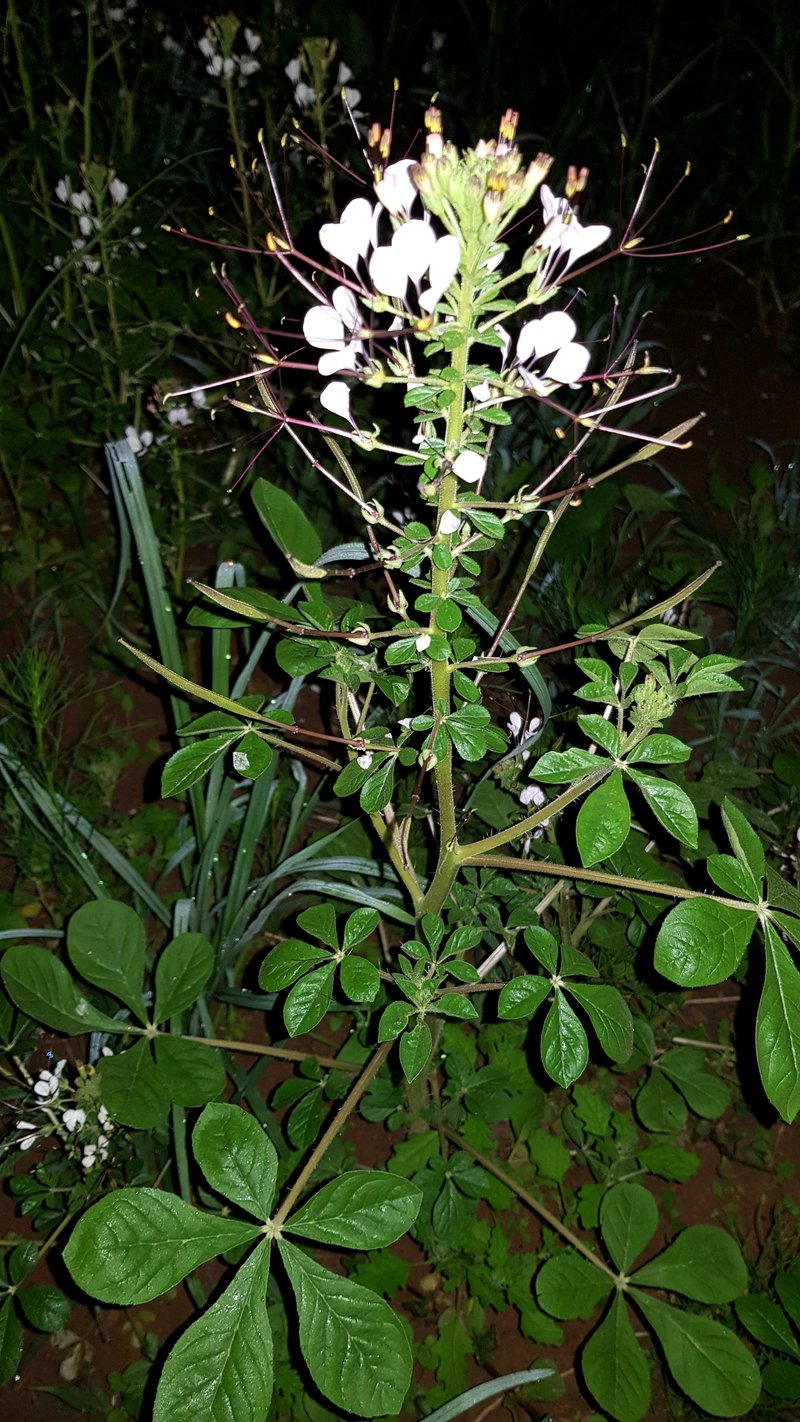Spiderwisp photo 2