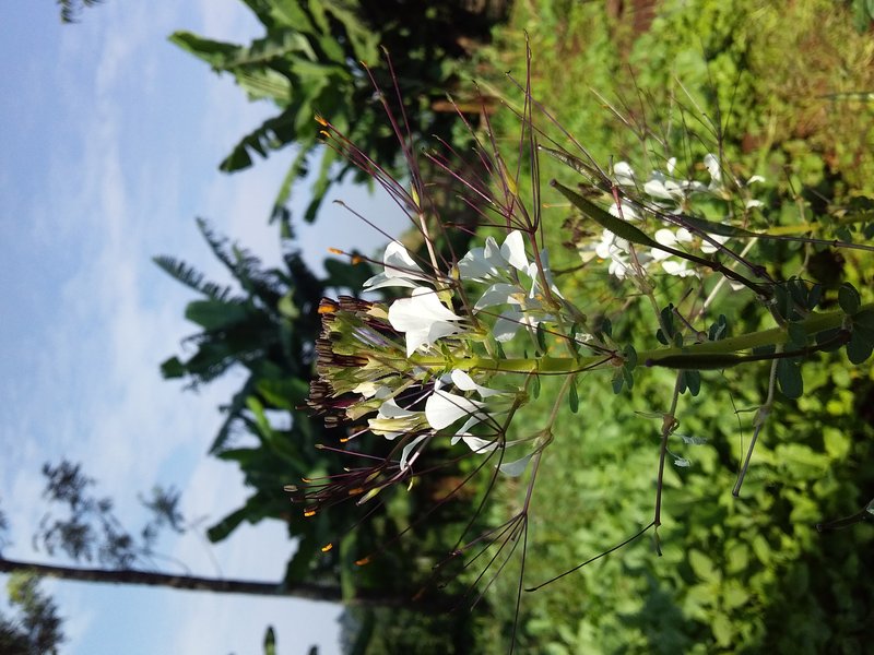 Spiderwisp photo 3