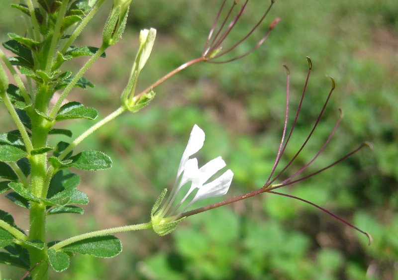 Spiderwisp photo 5