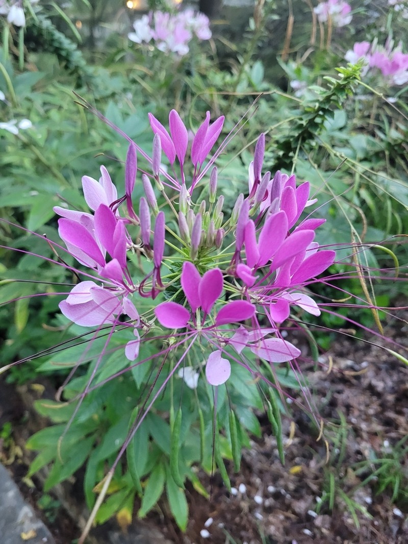 Pink Queen photo 2