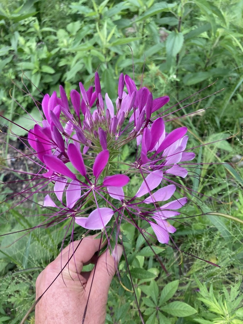 Pink Queen photo 5