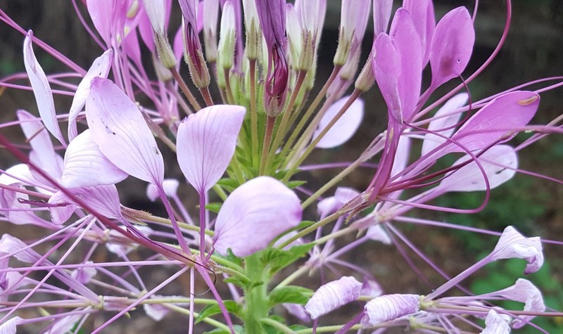 Pink Queen photo 6