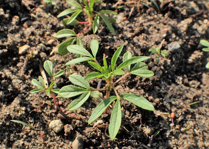 Iberian Spiderflower