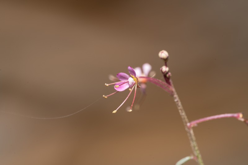 Iberian Spiderflower photo 2