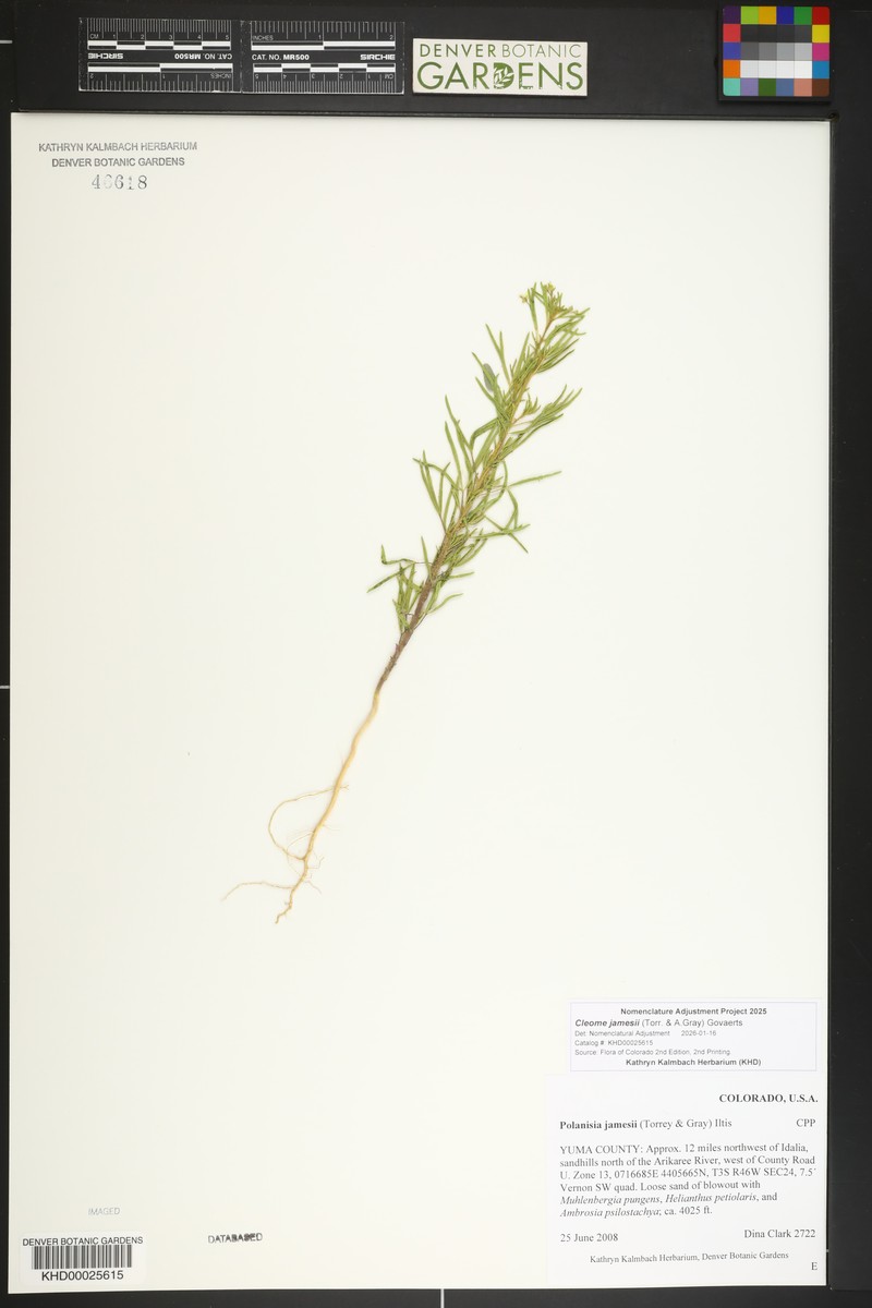 James' Clammyweed