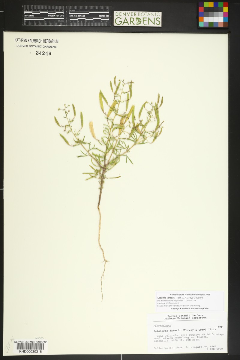 James' Clammyweed photo 2
