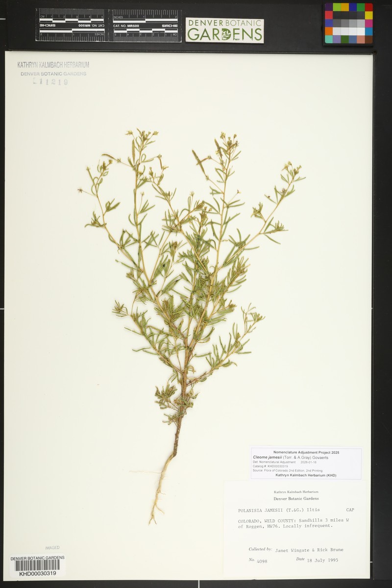 James' Clammyweed photo 3
