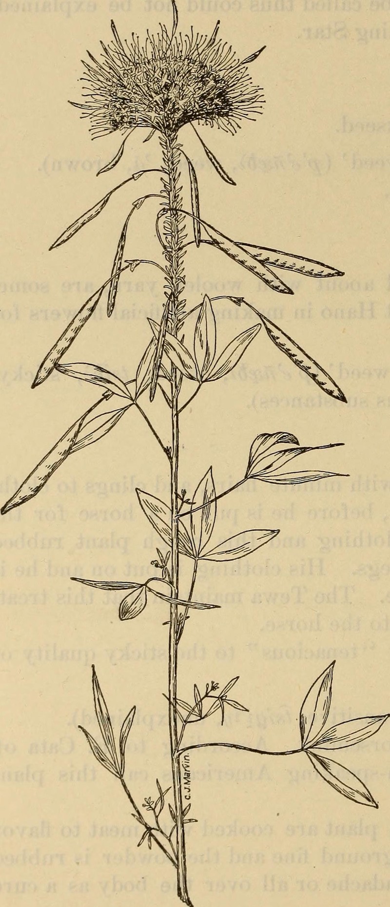 Slender Spiderflower