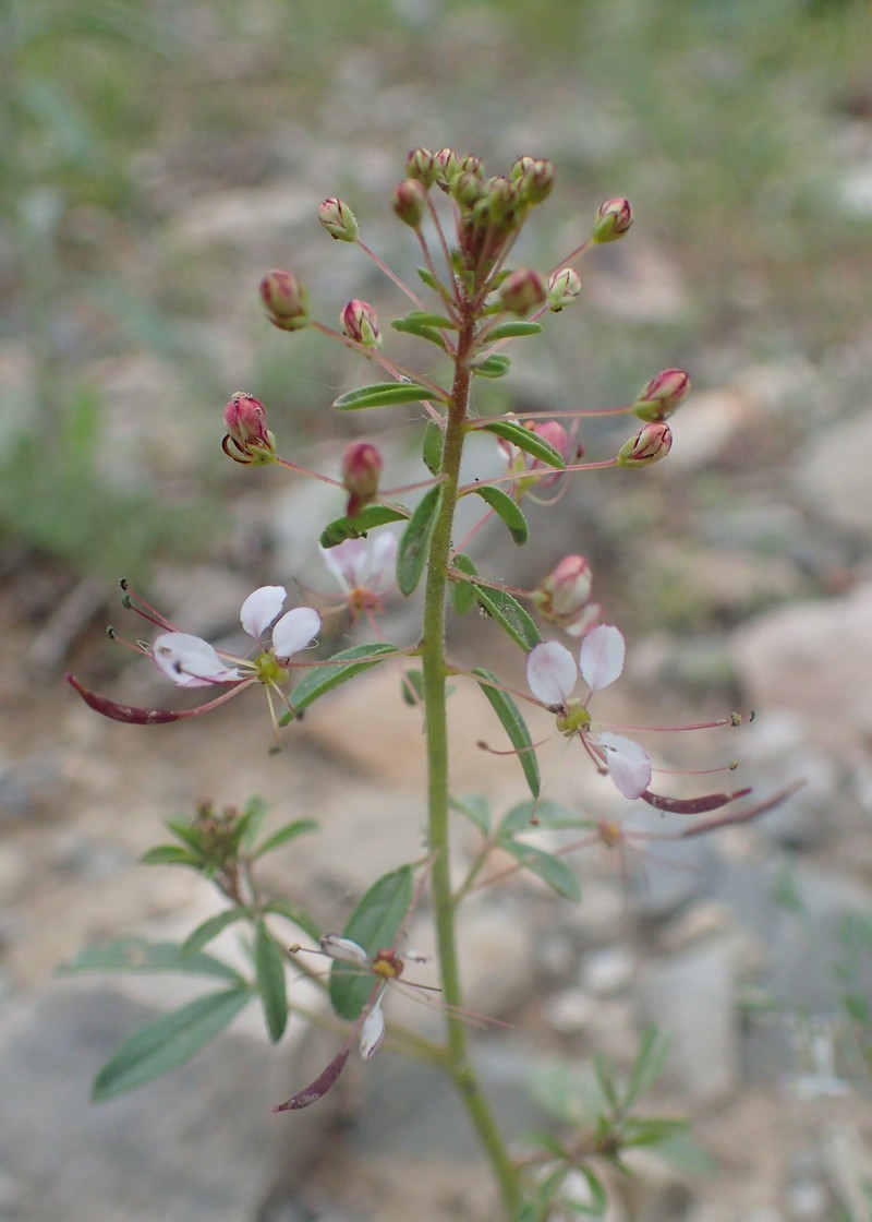 Bird Spiderflower photo 4