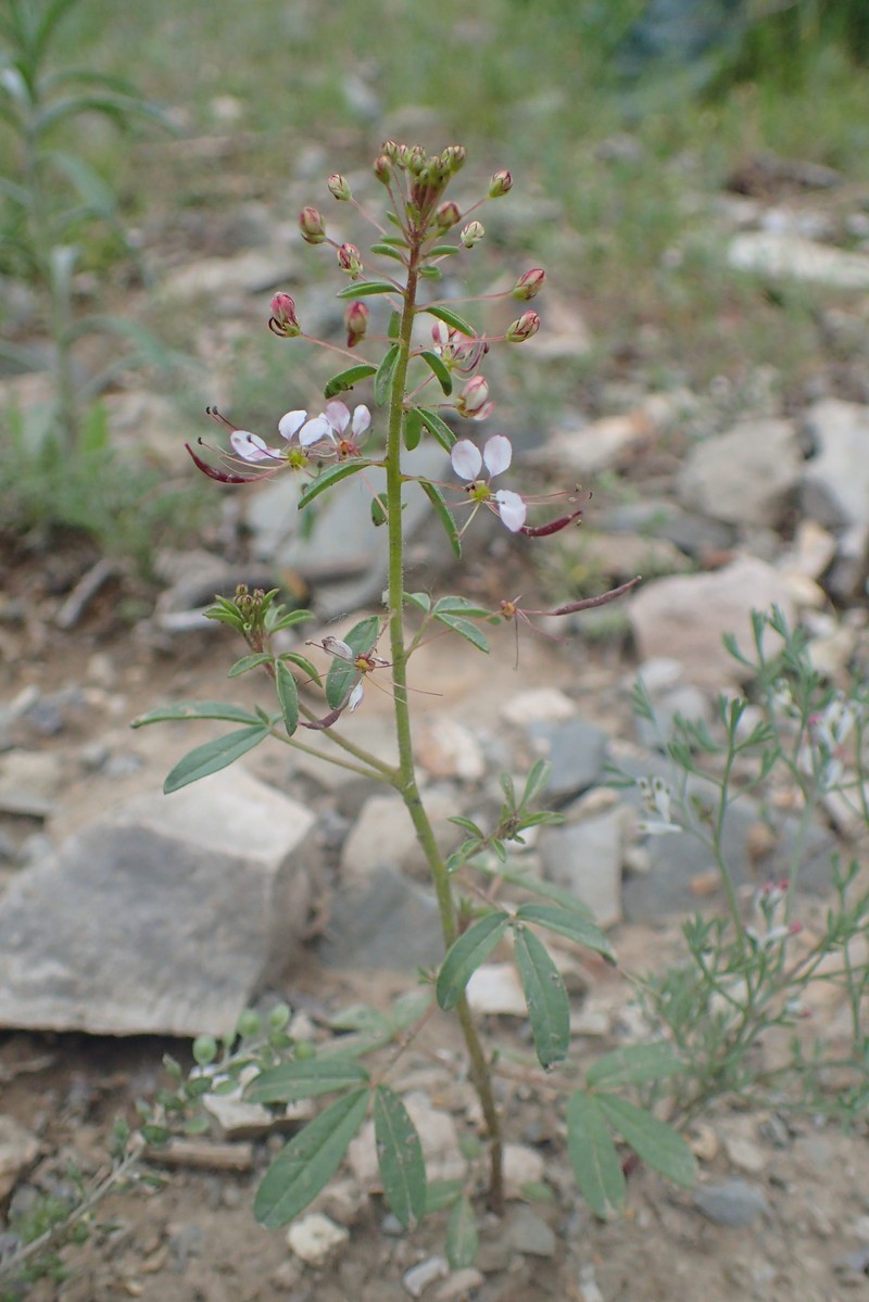 Bird Spiderflower photo 2