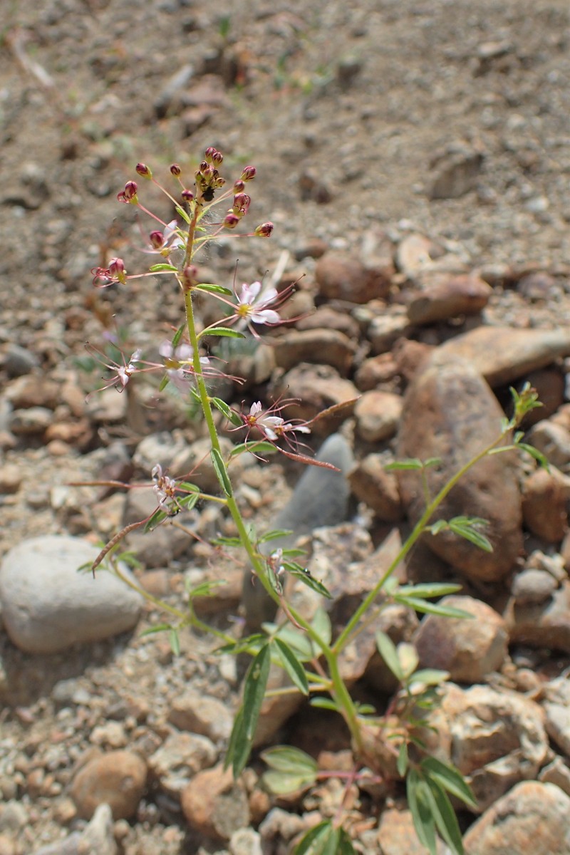 Bird Spiderflower photo 3