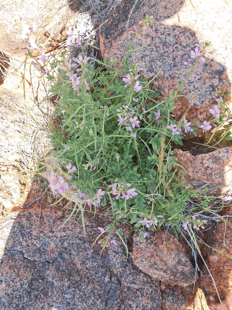 Cleome oxyphylla var. oxyphylla