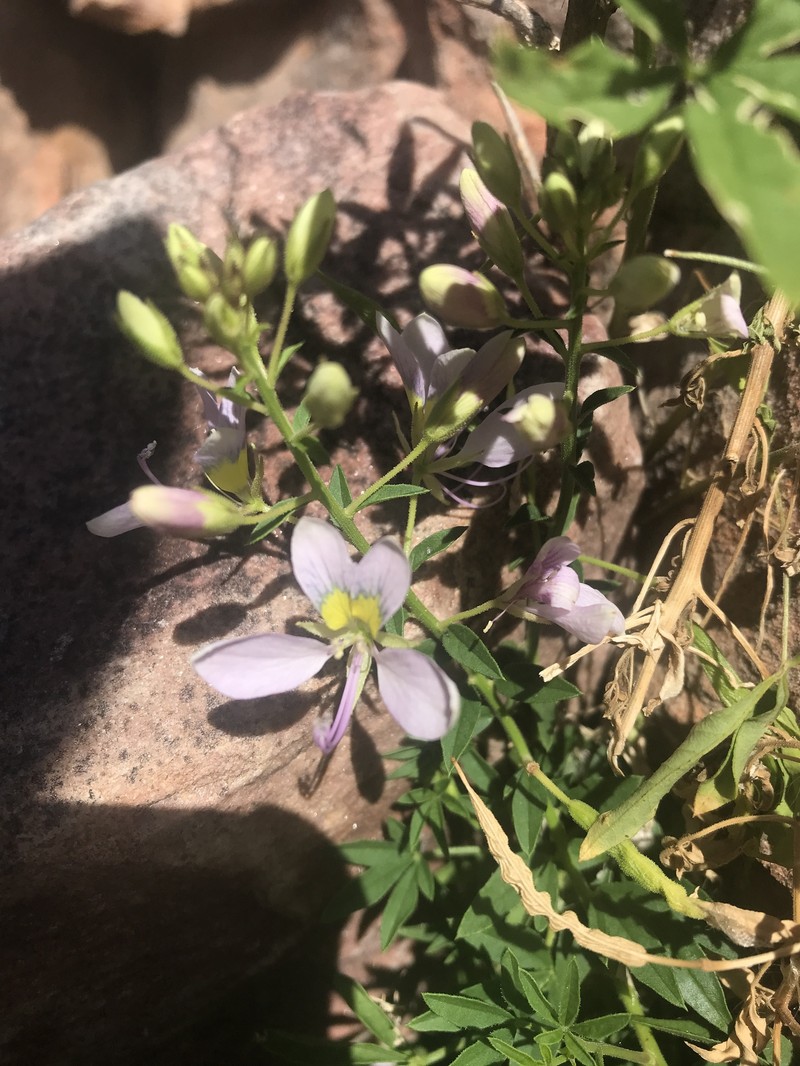 Cleome oxyphylla var. oxyphylla photo 2