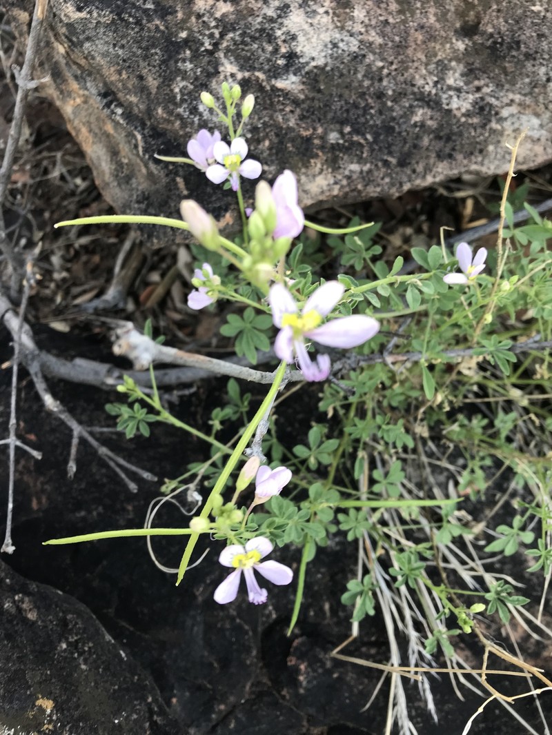 Cleome oxyphylla var. oxyphylla photo 3