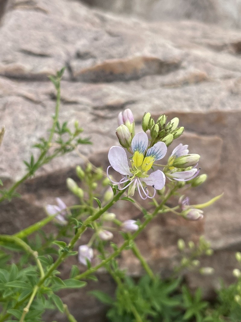 Cleome oxyphylla var. oxyphylla photo 4
