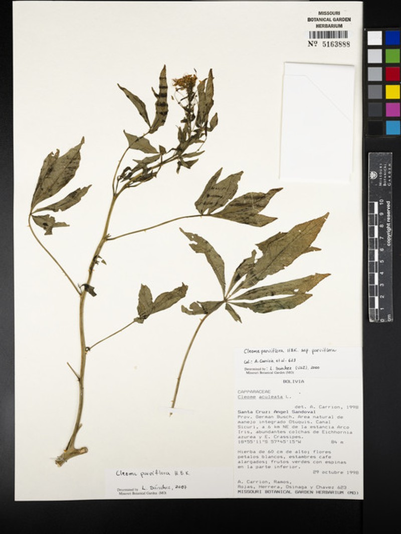 Cleome parviflora subsp. parviflora