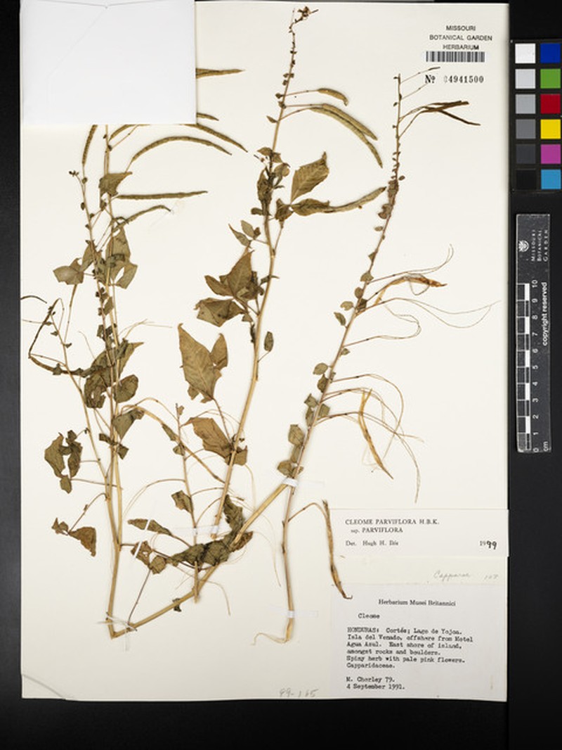 Cleome parviflora subsp. parviflora photo 2
