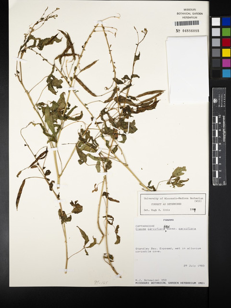 Cleome parviflora subsp. parviflora photo 3