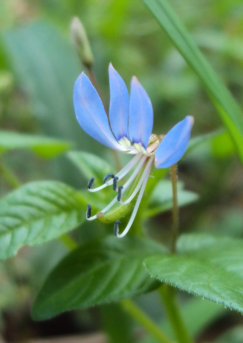 Fringed Spiderflower photo 2
