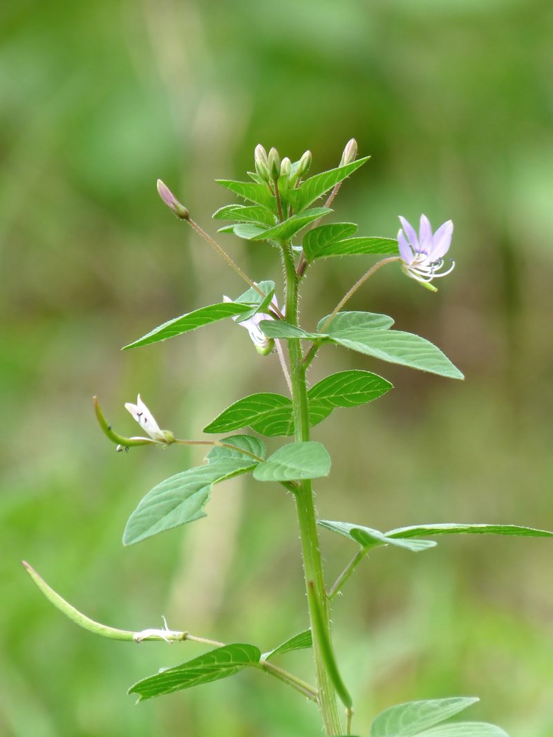 Fringed Spiderflower
