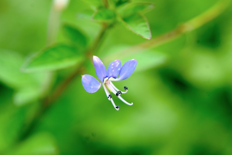 Fringed Spiderflower photo 5