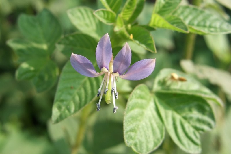 Fringed Spiderflower photo 6