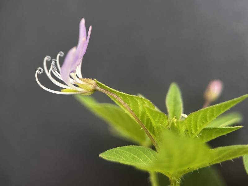 Cleome rutidosperma var. rutidosperma