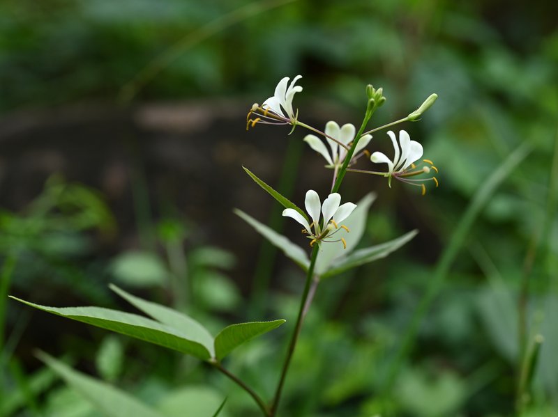 Toothed Spiderflower photo 2