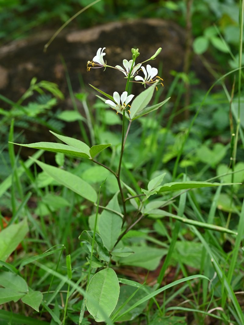 Toothed Spiderflower photo 3