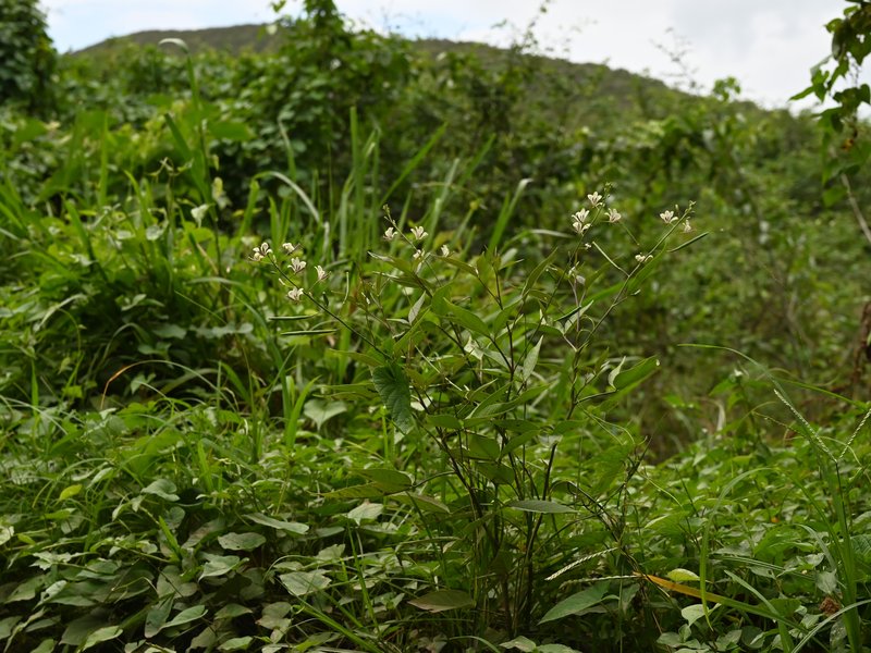 Toothed Spiderflower photo 4