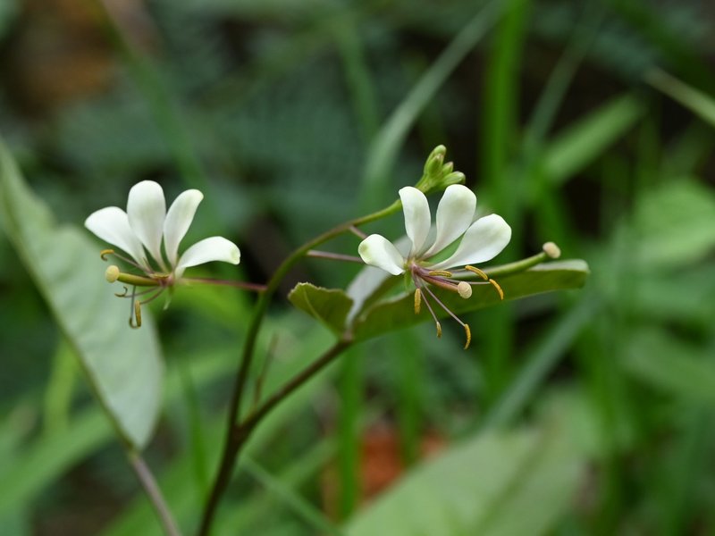 Toothed Spiderflower photo 5