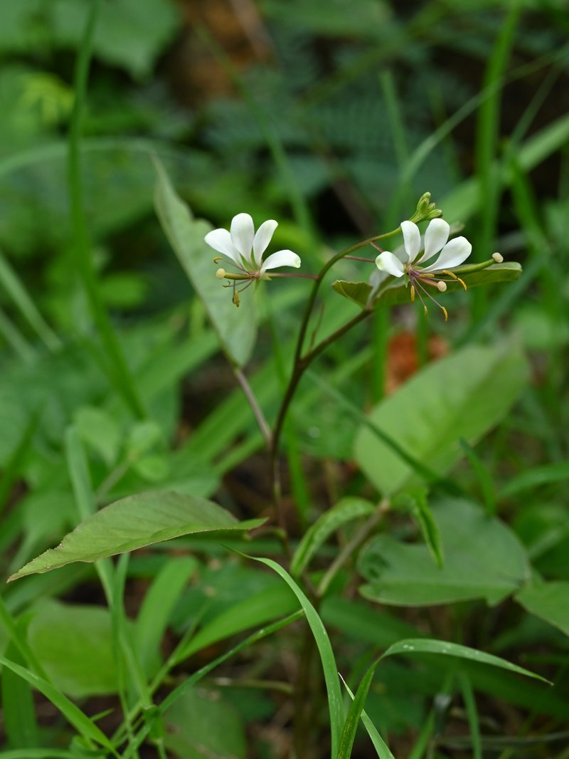 Toothed Spiderflower