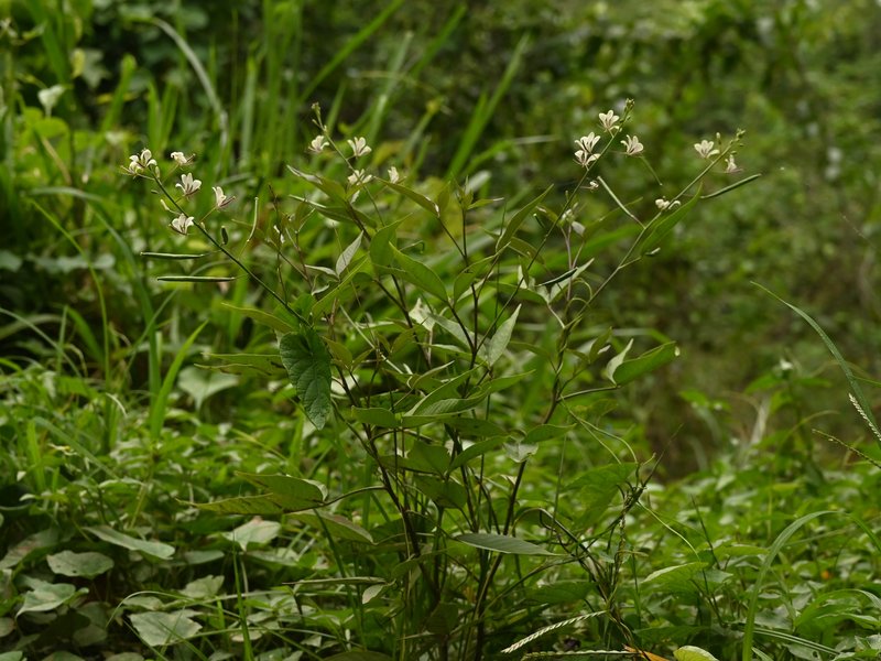 Toothed Spiderflower photo 6