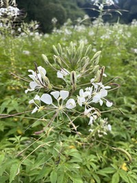 Spiny Spiderflower