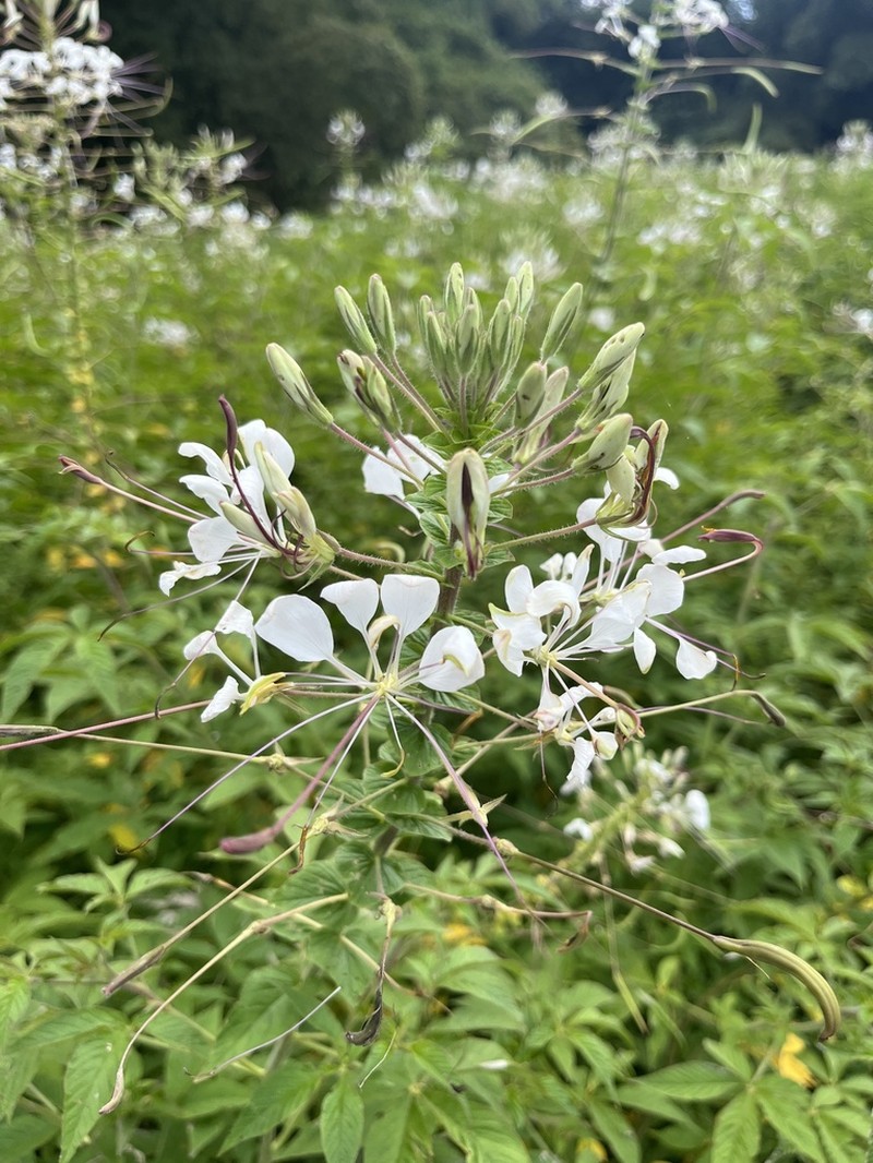 Spiny Spiderflower