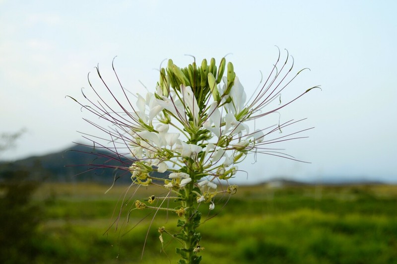 Spiny Spiderflower photo 2