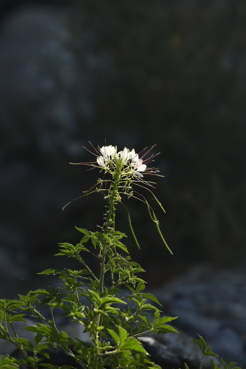 Spiny Spiderflower photo 3