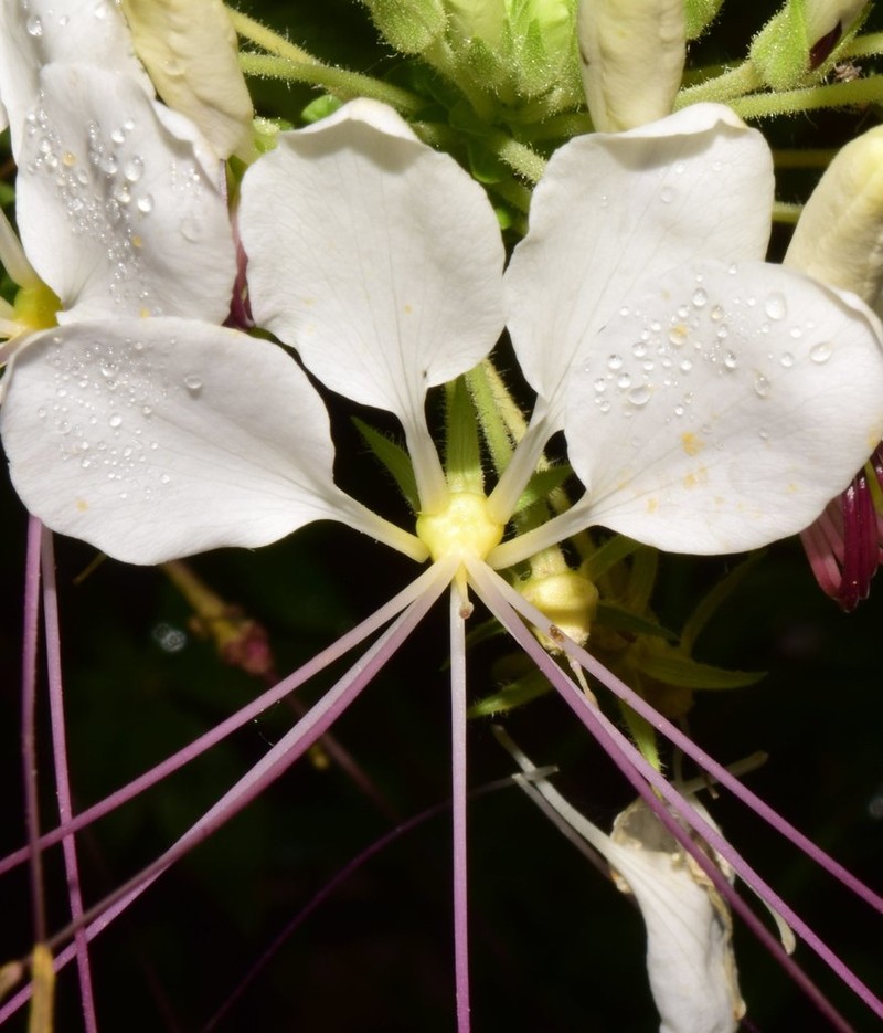 Spiny Spiderflower photo 4