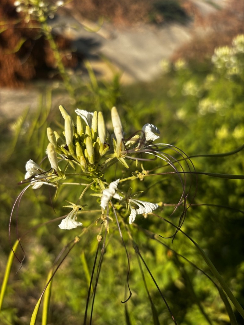 Spiny Spiderflower photo 7