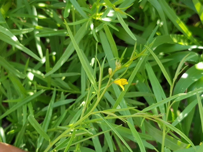 Tropical Spiderflower