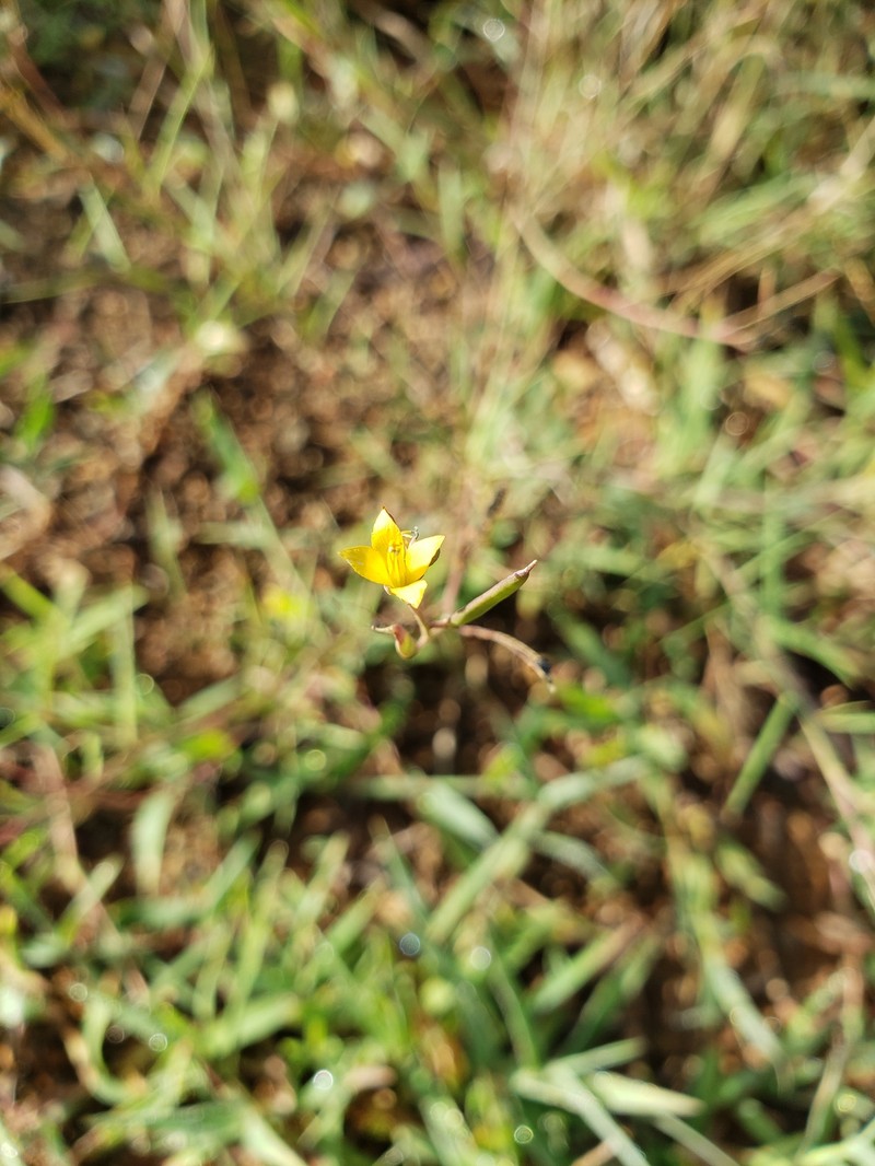 Tropical Spiderflower photo 3