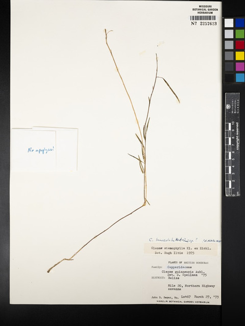 Tropical Spiderflower photo 4