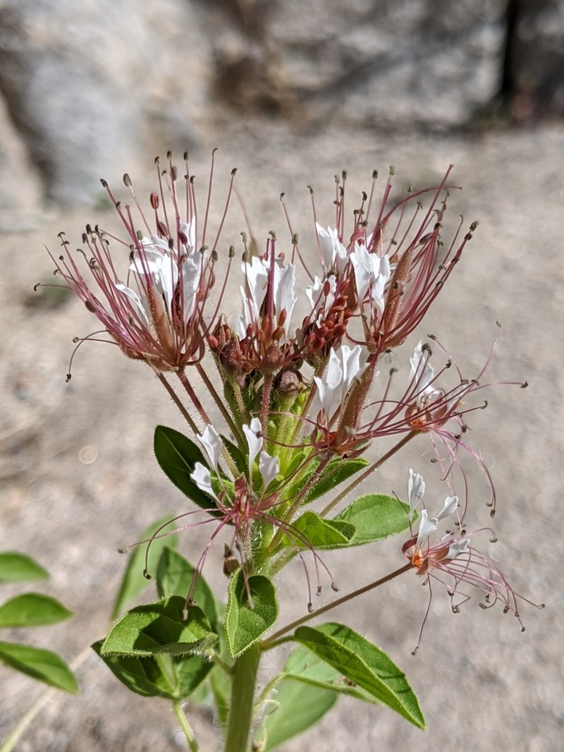 Cleome trachysperma