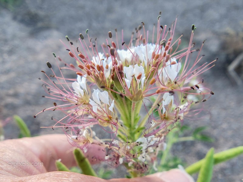 Cleome trachysperma photo 2