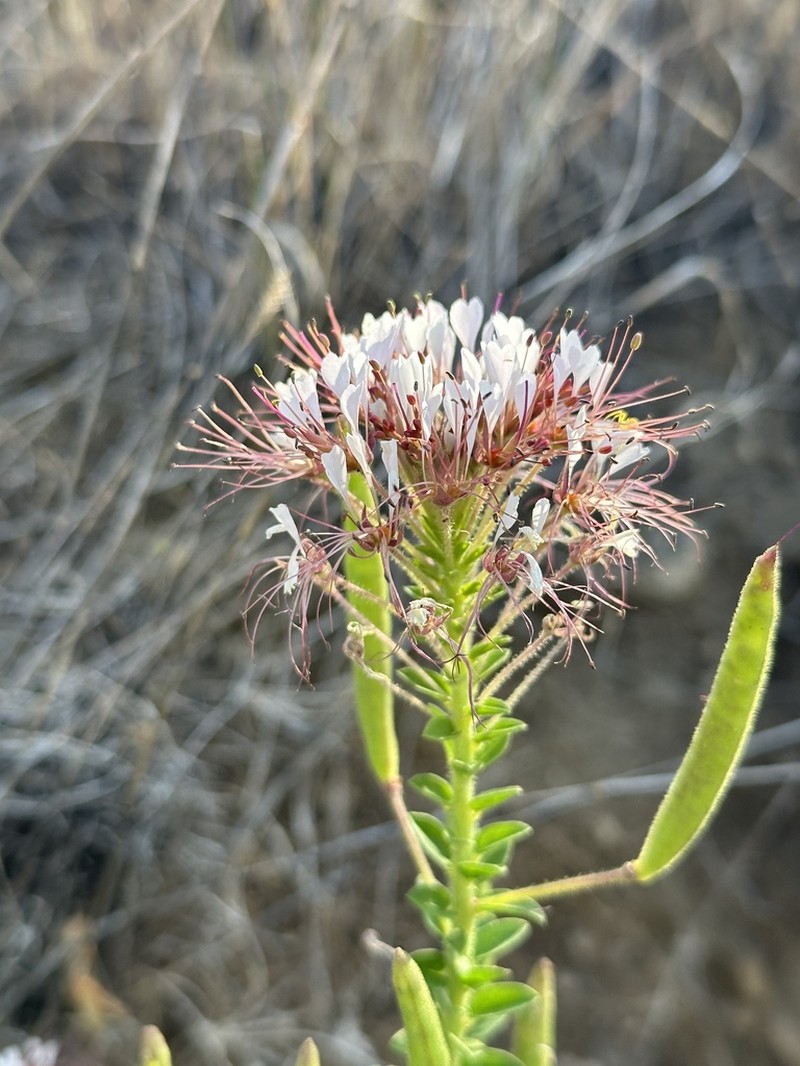 Cleome trachysperma photo 3